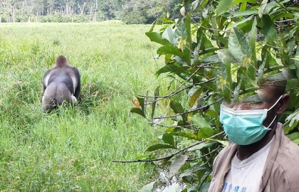 Wildlife Sector Action Plan in response to the Covid-19 Situation