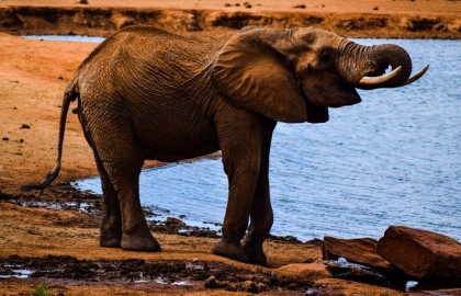 Tackling Human Wildlife Conflict